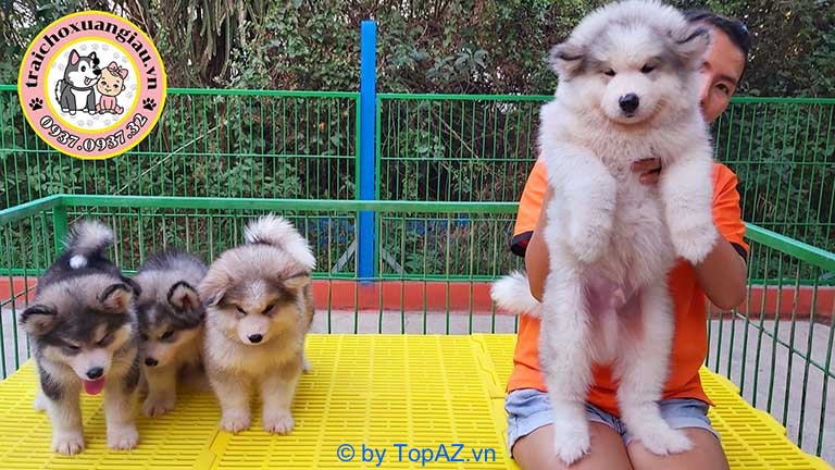 địa chỉ bán chó Husky tại TPHCM