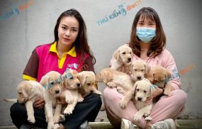 shop bán chó cảnh tại Hà Nội