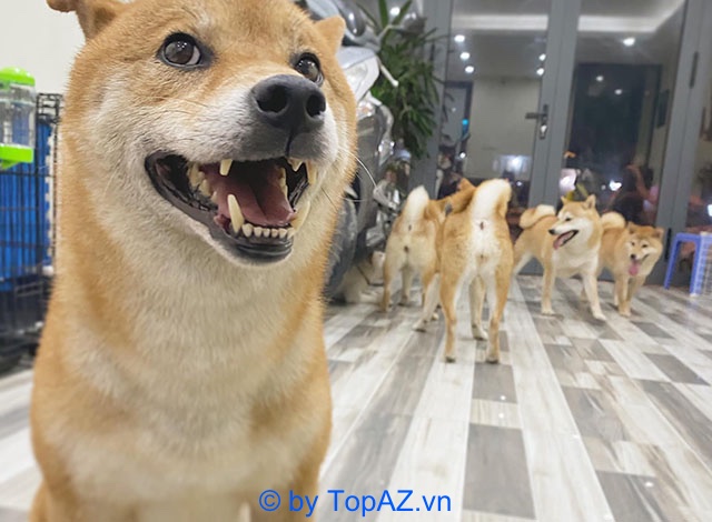 Địa chỉ bán chó Shiba Inu tại Hà Nội