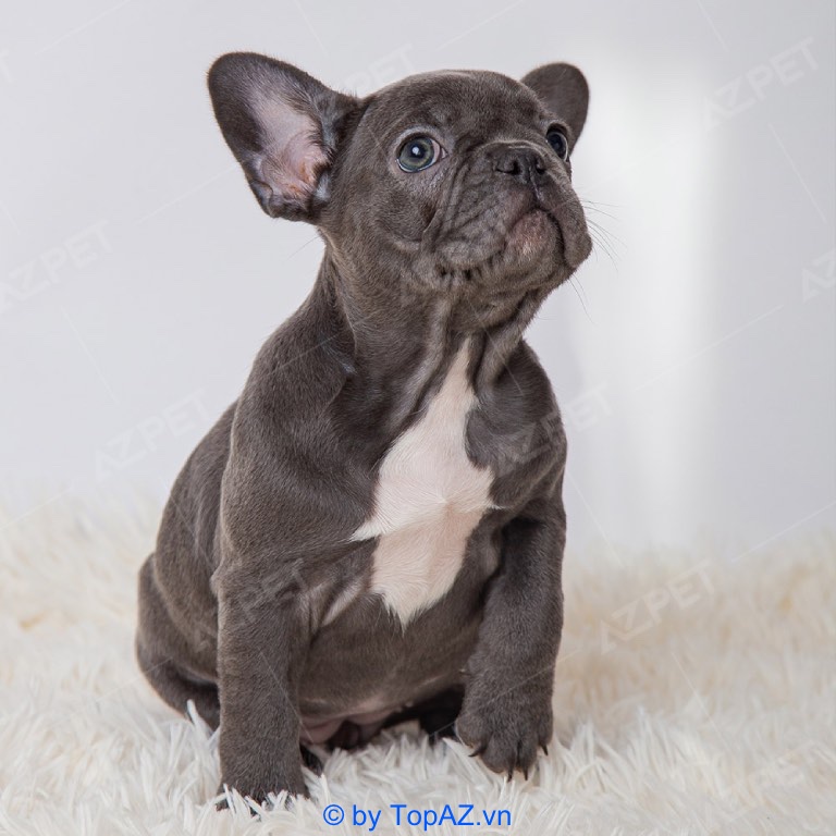 địa chỉ mua chó Bulldog Pháp tại Hà Nội