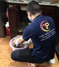 công ty dịch vụ diệt mối tại nhà ở TPHCM