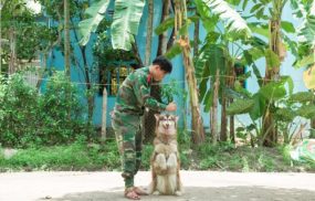 Hình ảnh huấn luyện chó Alaska tại Trường huấn luyện chó Biên Phòng