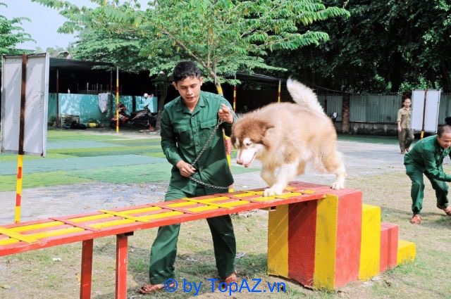 Trung tâm huấn luyện chó Thành Tài là một trong những đơn vị huấn luyện chó với chi phí phải chăng, hợp lý