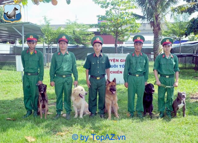 Trường huấn luyện chó 247 có đội ngũ huấn luận viên được đào tạo bài bản, có nhiều kinh nghiệm huấn luyện chó