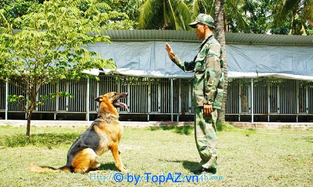 Cảnh Dog 24h là một trong những trung tâm huấn luyện chó uy tín và được đánh giá cao tại TP.HCM