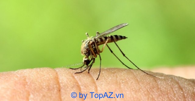 Công ty Nam An có hơn 13 năm kinh nghiệm trong lĩnh vực diệt muỗi, diệt côn trùng