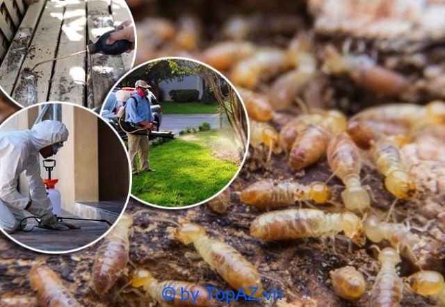 Công ty diệt côn trùng Anh Thư không chỉ cung cấp dịch vụ diệt mối tại Quận 5 mà còn nổi tiếng tại nhiều tỉnh thành trên toàn quốc