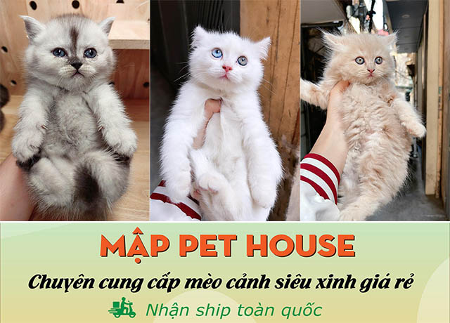Địa chỉ bán mèo cảnh tại Hà Nội