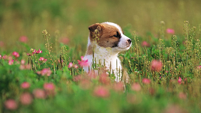 Ảnh con chó đẹp dễ thương bên vườn hoa 