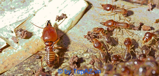 termite extermination company in District 6