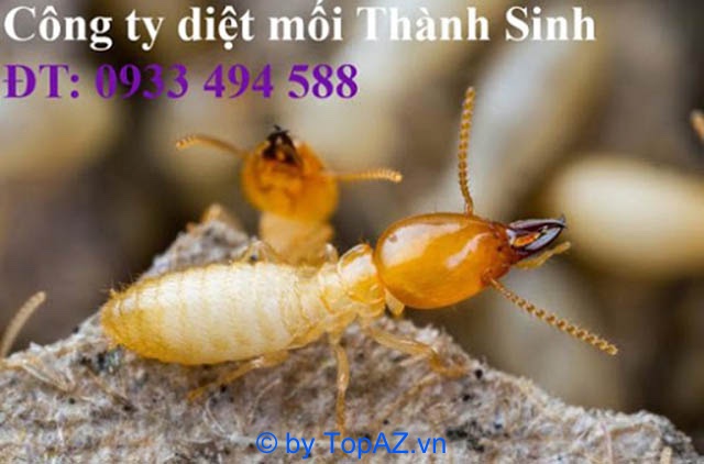 Termite extermination company in District 6 is safe
