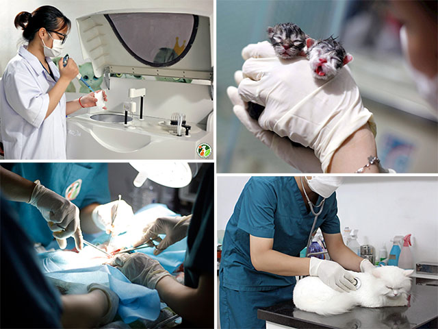 phòng khám thú y hà nội phòng khám thú y hà nội