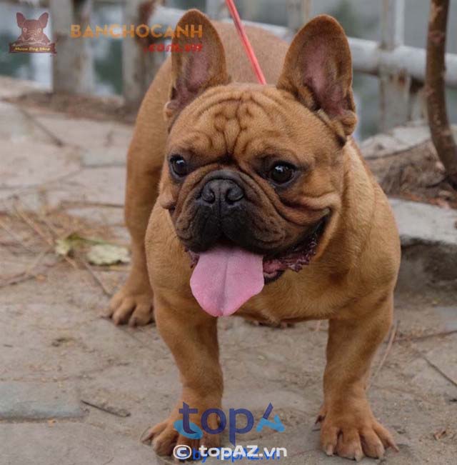 địa chỉ mua chó Bulldog Pháp tại Hà Nội
