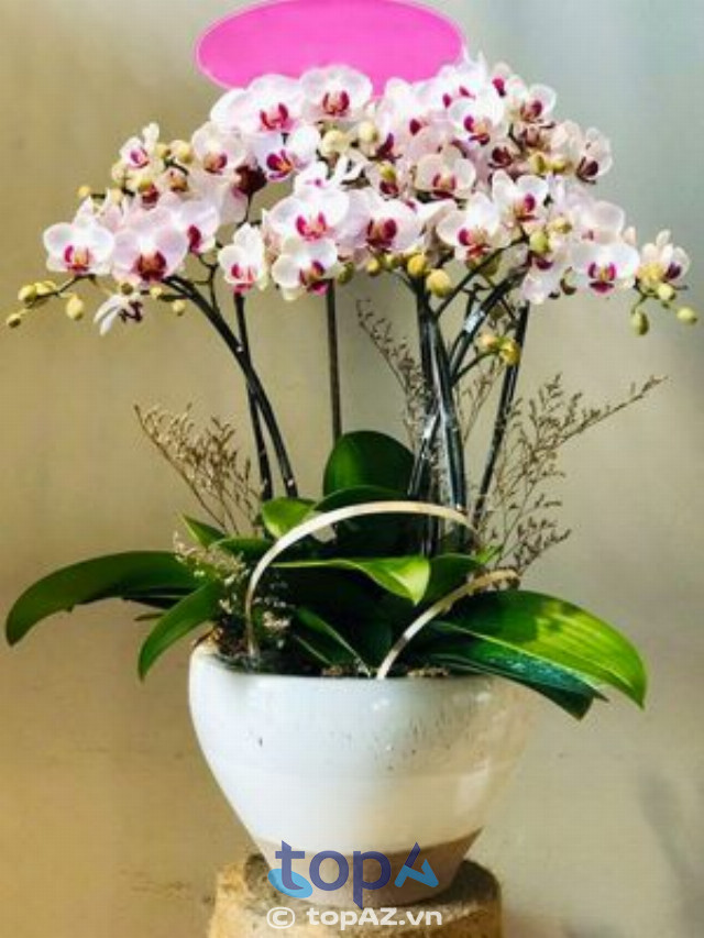 Saigon Orchid
