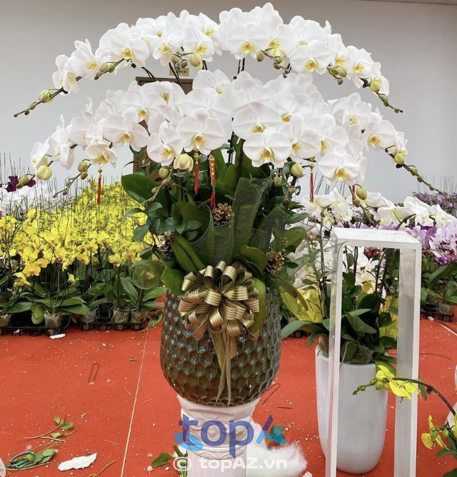 cửa hàng bán hoa lan hồ điệp đẹp nhất quận Thanh Xuân