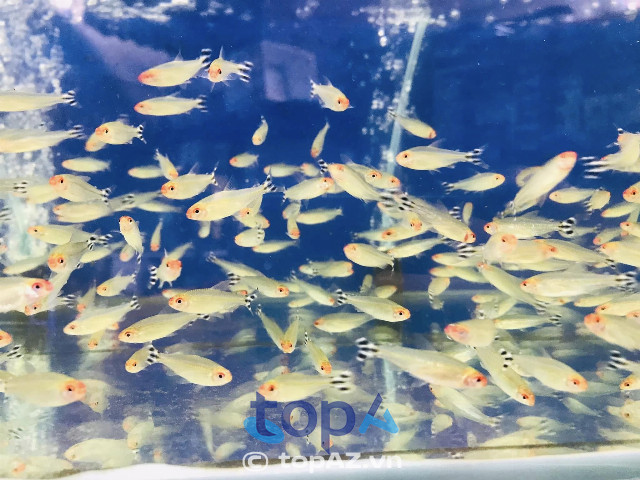 cửa hàng bán cá cảnh tại Đà Nẵng chất lượng