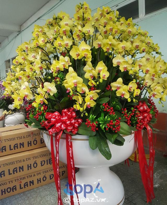 cửa hàng bán hoa lan hồ điệp size vip ở Quận 9