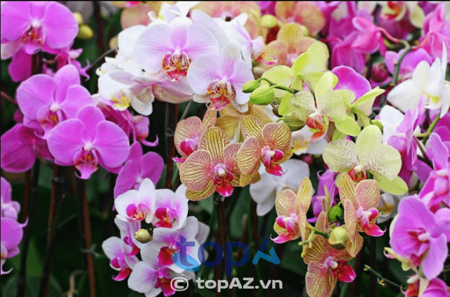 Top 5 Địa chỉ cung cấp hoa lan hồ điệp tại Quận 4 thiết kế ấn tượng