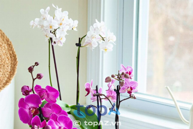 Top 5 Địa chỉ mua lan hồ điệp tại Q. Bình Thạnh hoa to đẹp, giao nhanh