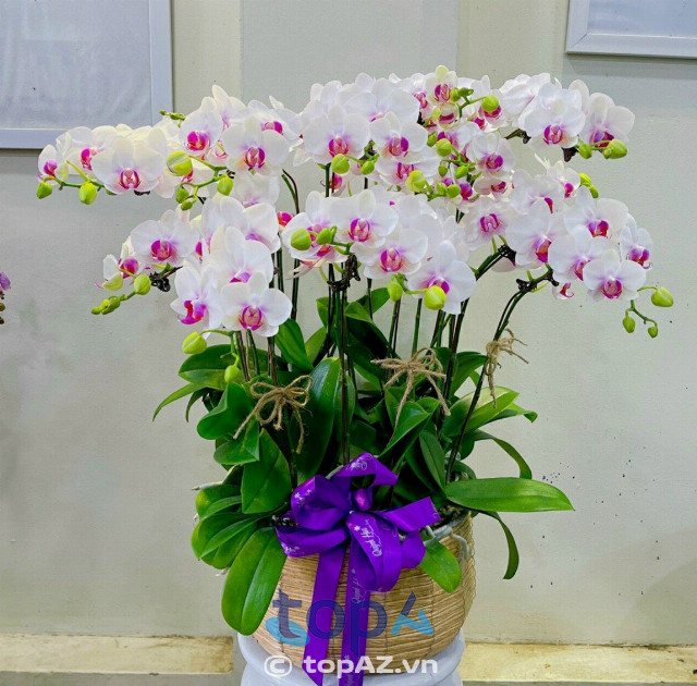 Thu Oanh Flower