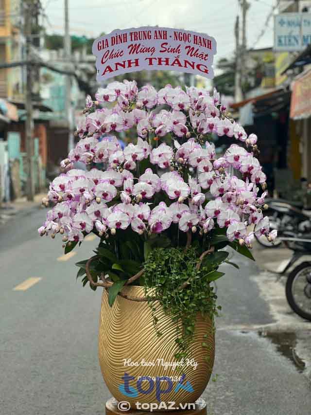 địa chỉ mua hoa lan hồ điệp tại bình tân