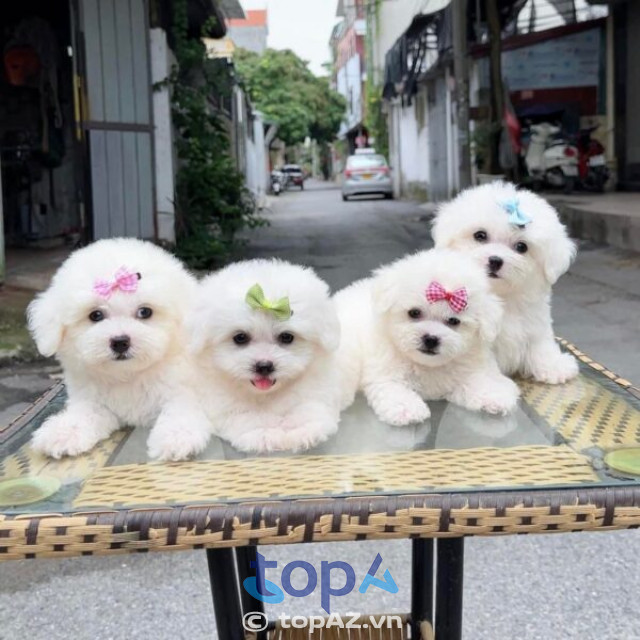 Shop bán chó cảnh ở Hà Nội, Mật Pet House