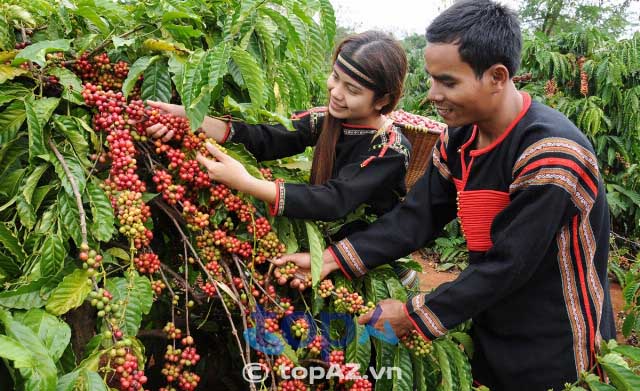 Nguồn cà phê của Sola