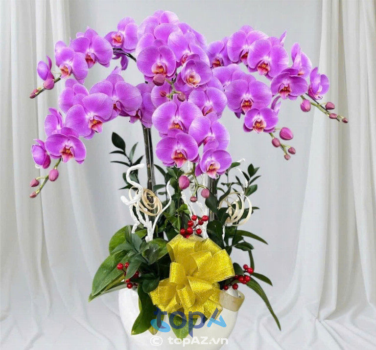 Chậu hoa lan hồ điệp tím của Shop Hoa Tươi TP. Vĩnh Long