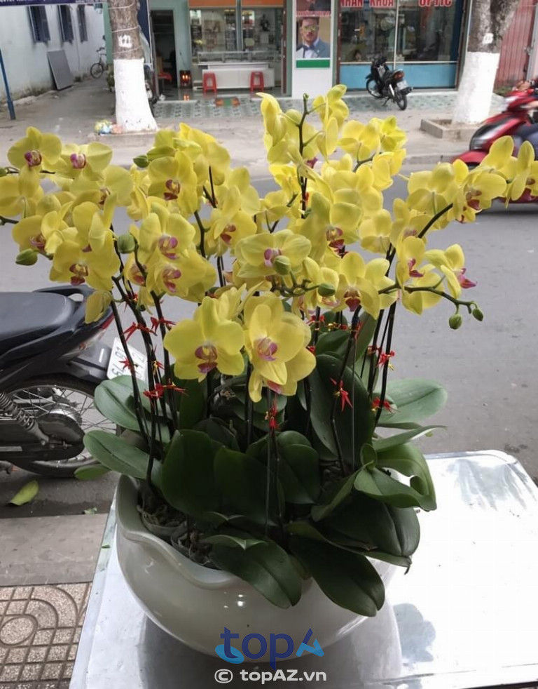Hoa Lan Song Yen tại TP. Vĩnh Long 