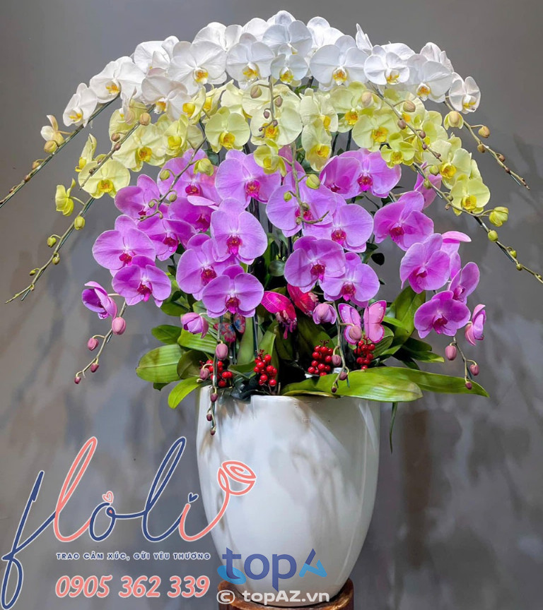 Chậu lan tam sắc FLoLi 