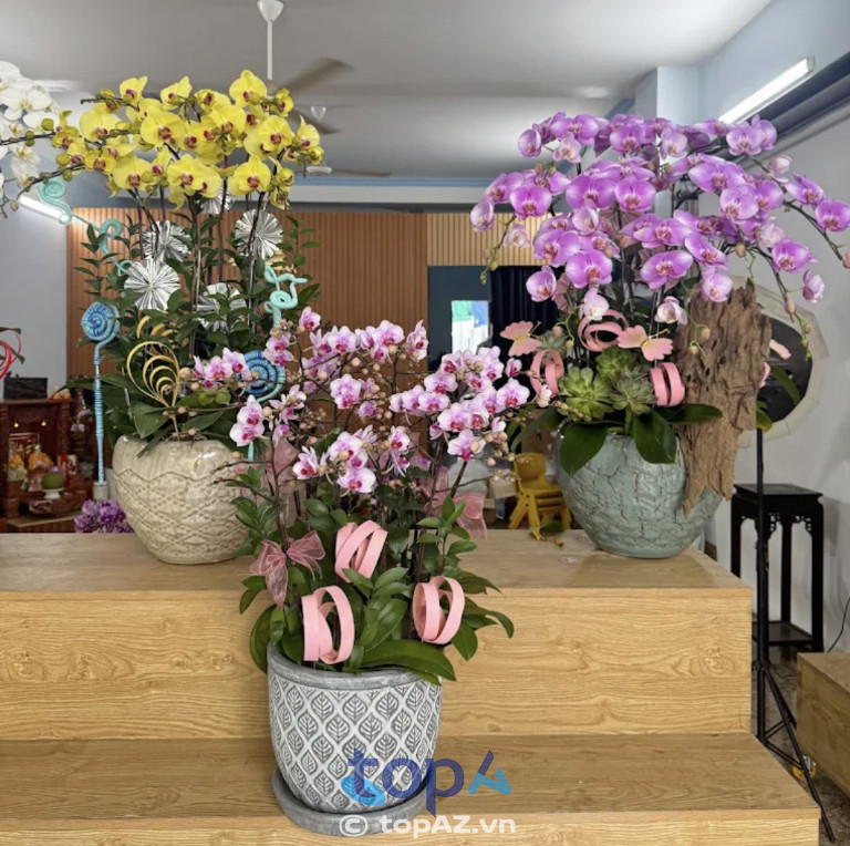 Hoa lan hồ điệp ở quận thanh xuân