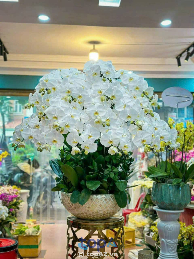 Hoa Tươi Lan Phương