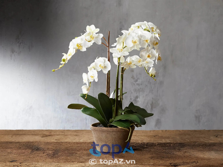 Chất lượng hoa và đa dạng mẫu mã