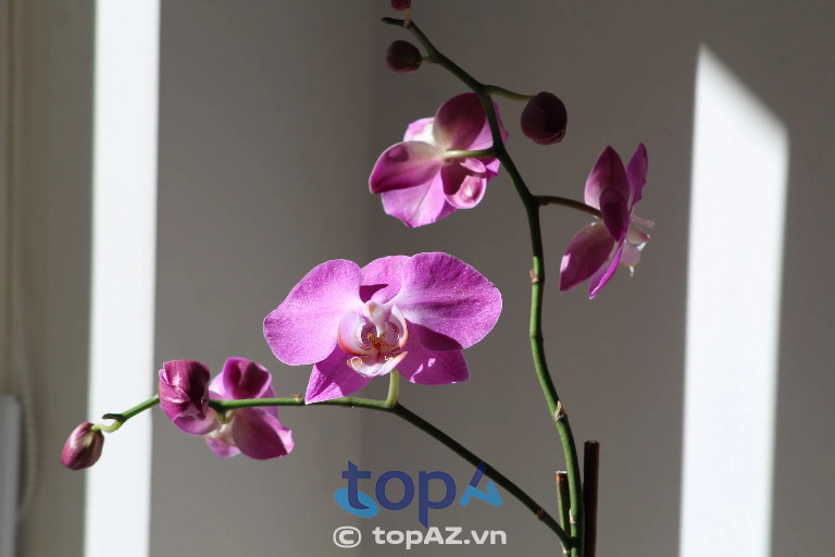 Lựa chọn màu sắc phù hợp và kiểm tra chất lượng hoa
