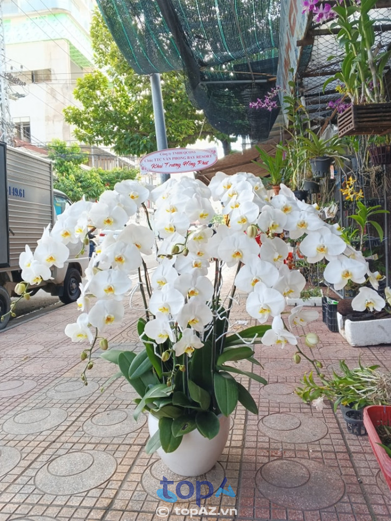 Hoa Lan Minh Châu