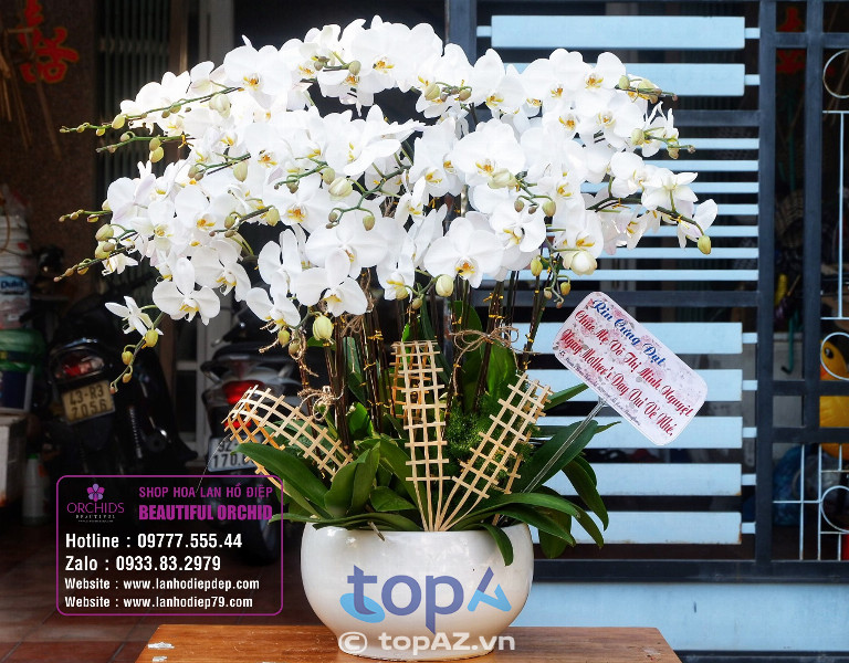 Shop Lan Hồ Điệp Đà Nẵng Orchids 79