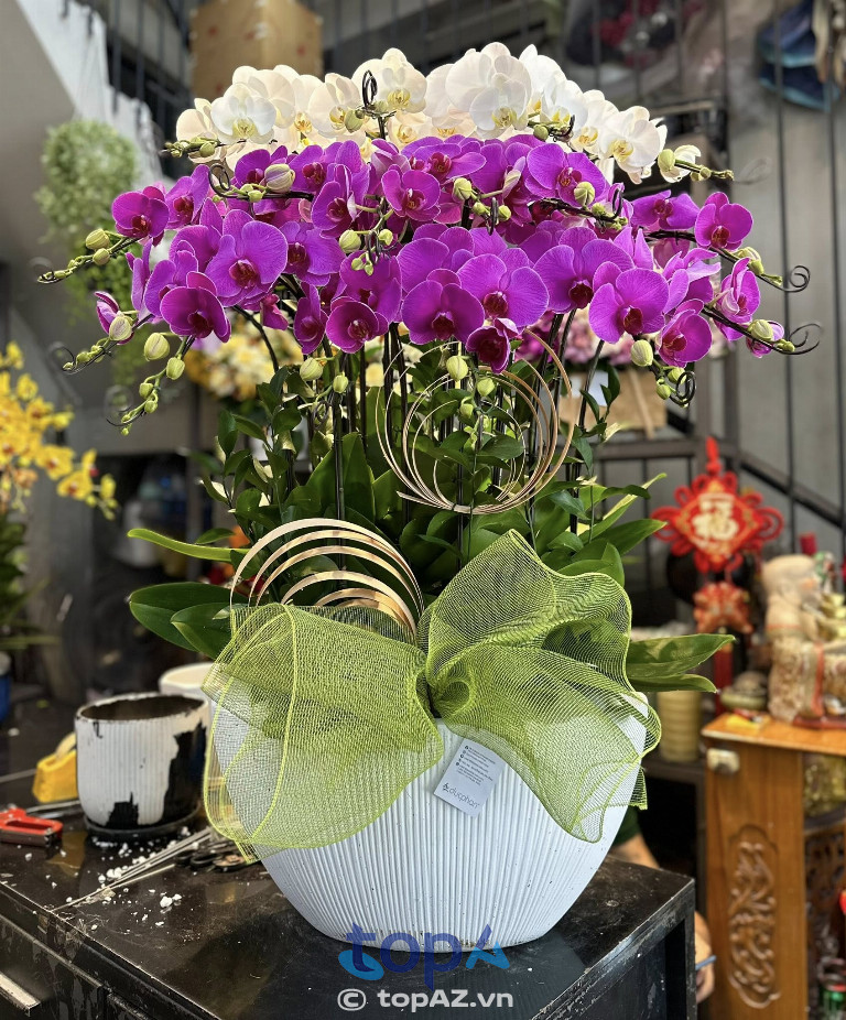 Duc Phan Flowers