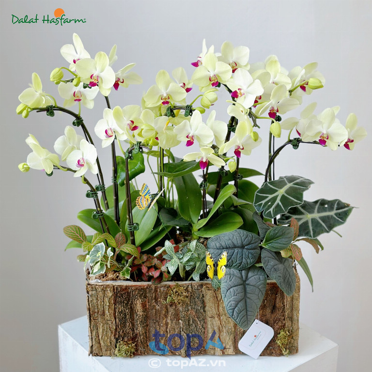 Dalat Hasfarm