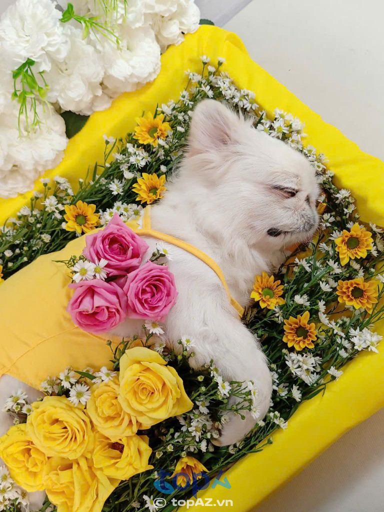 Hỏa táng thú cưng Chi Lê