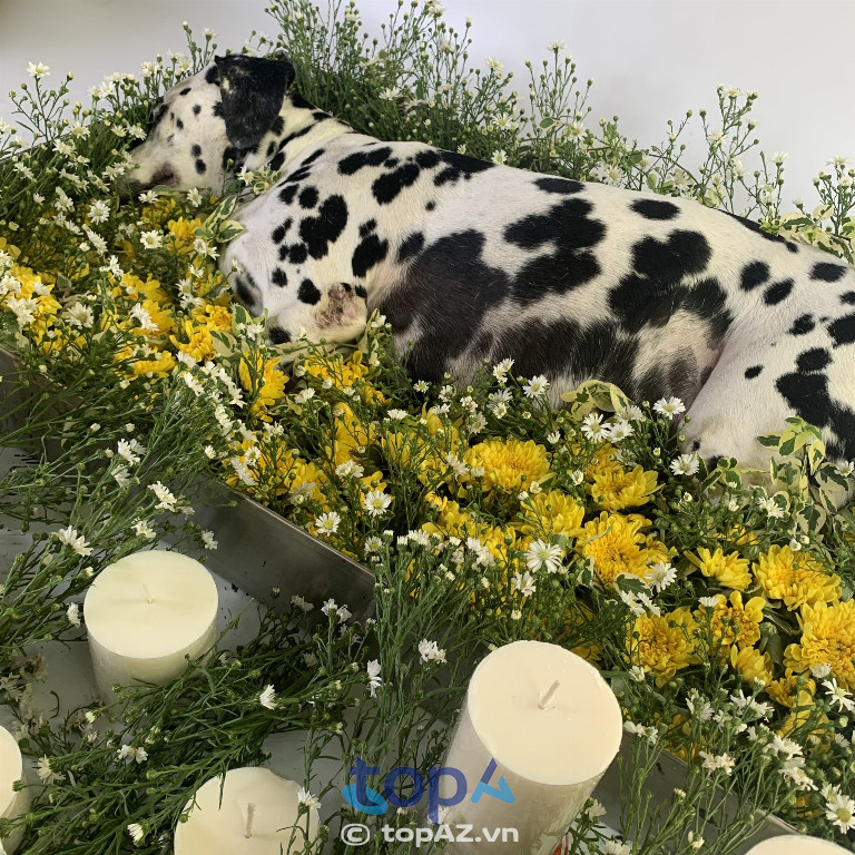 Bệnh Viện Thú Y Lifepet