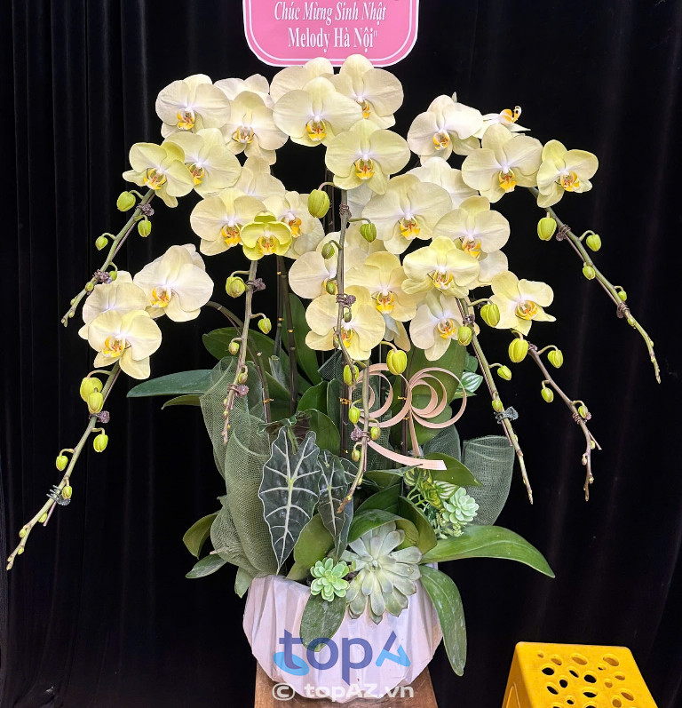 Shop lan hồ điệp Đống Đa FLoLi