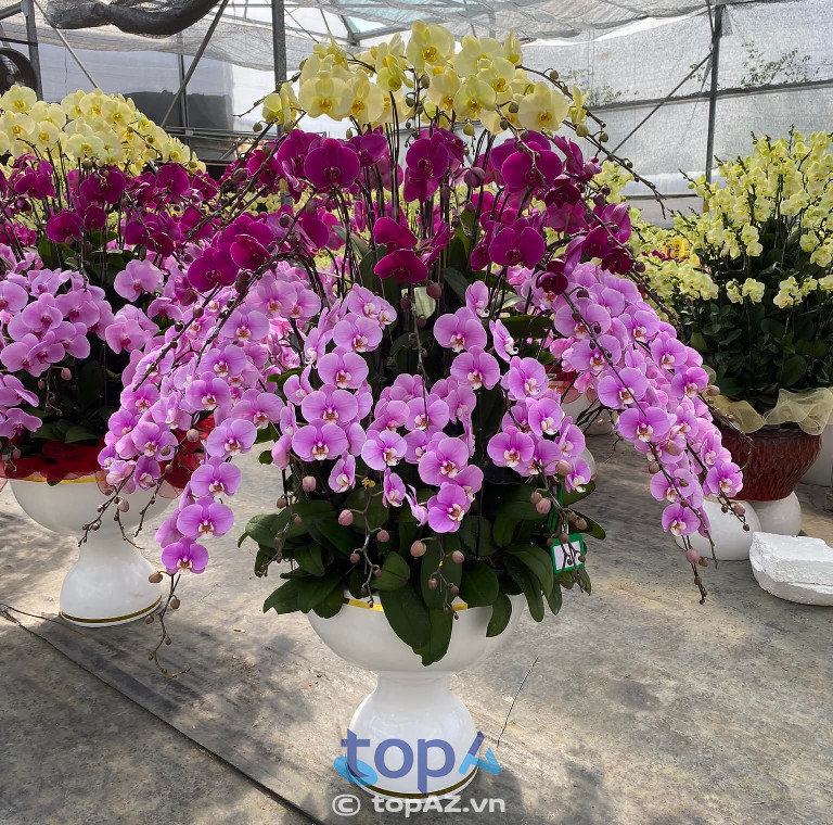 Shop lan hồ điệp ở Bình Dương FLoLi uy tín