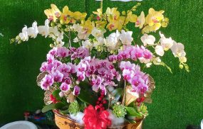 Shop hoa lan hồ điệp bình dương floli