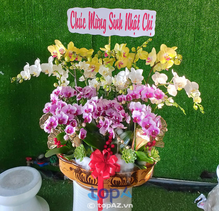 Shop hoa lan hồ điệp bình dương floli