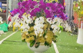 Lan hồ Điệp ở Đà Nẵng