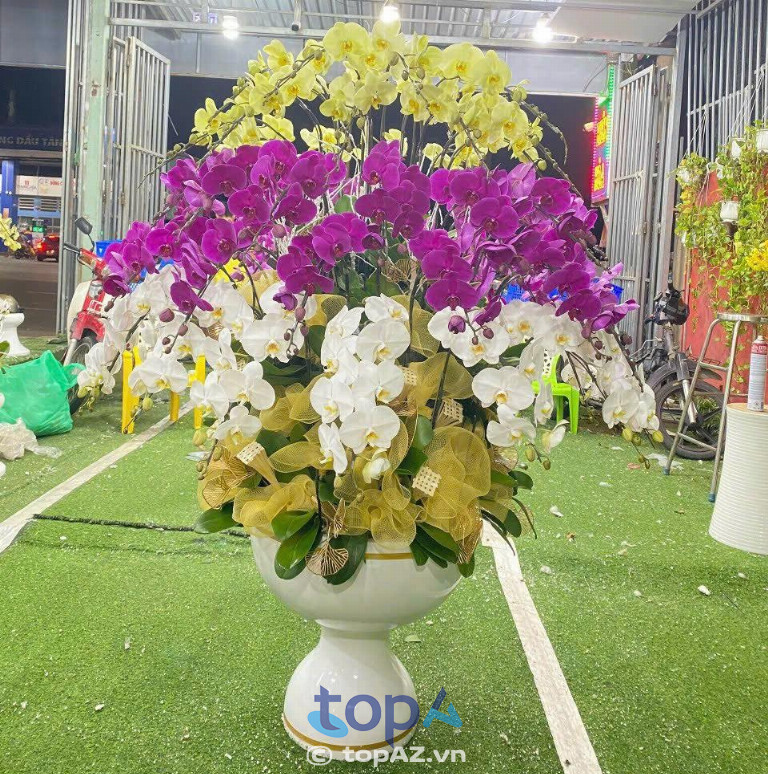 Lan Hồ Điệp FLoLi Đà Nẵng