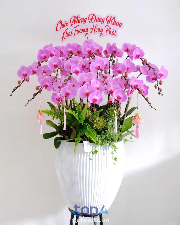 lan hồ điệp floli ở nha trang