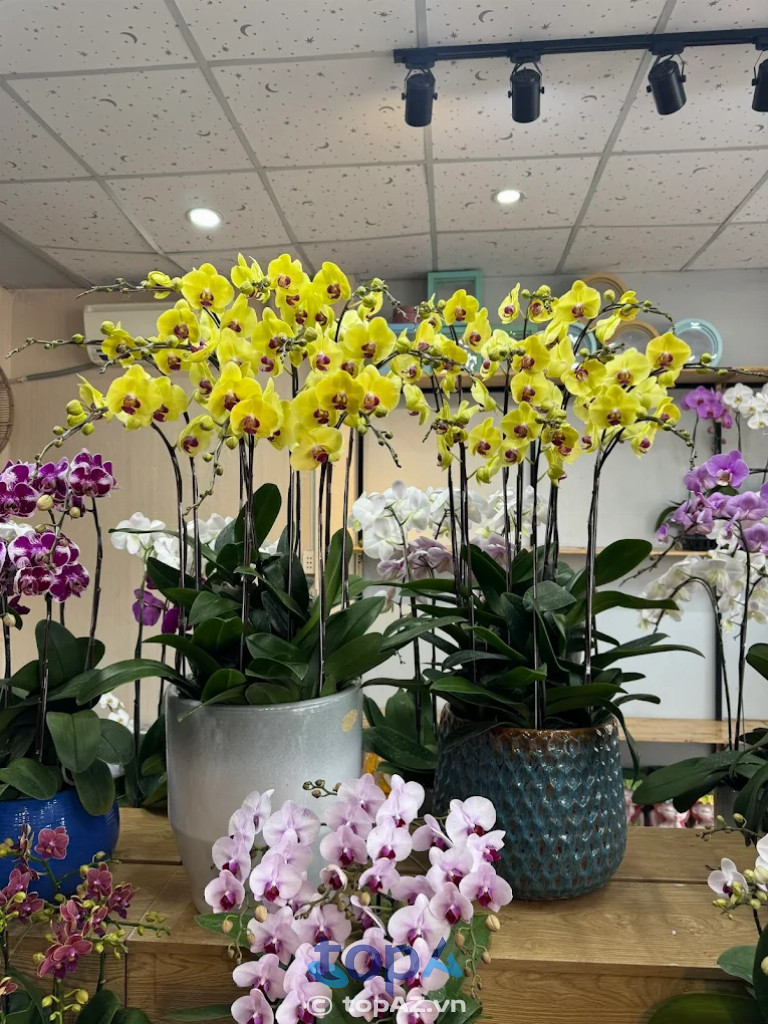 Lan Hồ Điệp tại FLoLi Nha Trang