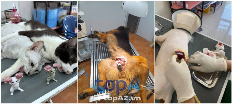 Phòng khám Thú Y tại Hà Nội 