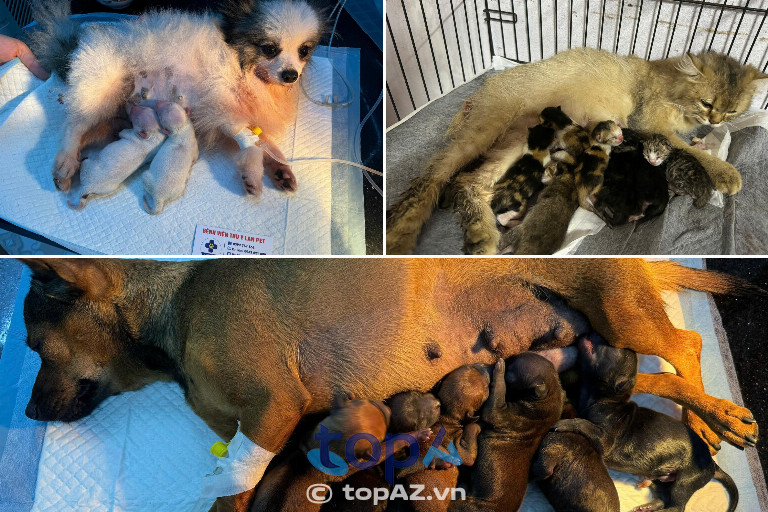 Phòng khám thú y tại Hà Nam Phòng khám thú y tại Hà Nam